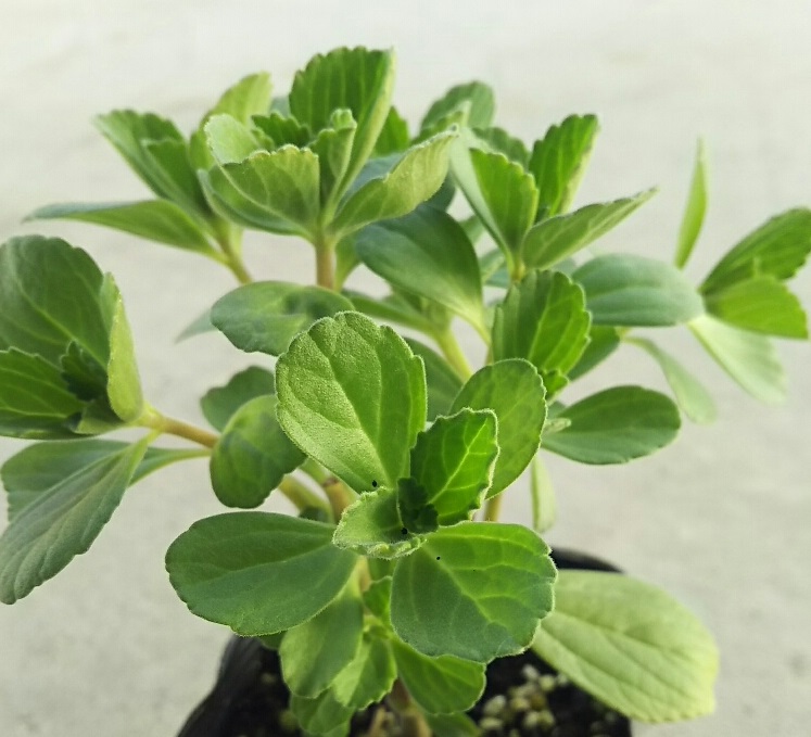 �}���W�F���R���i�|���g�W�����j�c1�|�b�g