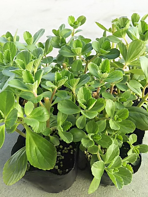 �}���W�F���R���i�|���g�W�����j�c5�Z�b�g