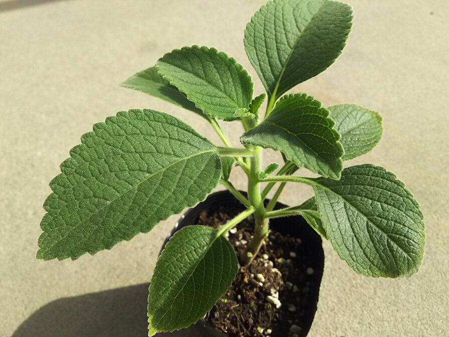 �}���W�F���R���i�{���h�j�c1�|�b�g