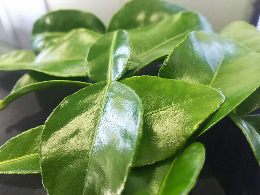 �R�u�~�J�����t�i25���j