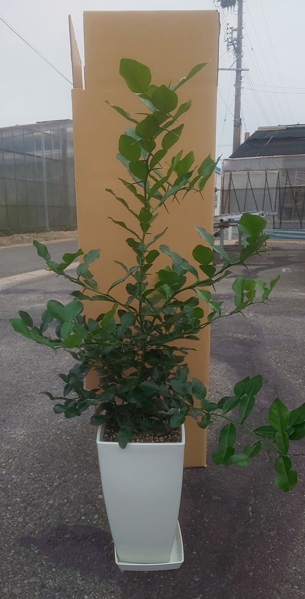 �R�u�~�J�����A���i2�N�؁j7��1��