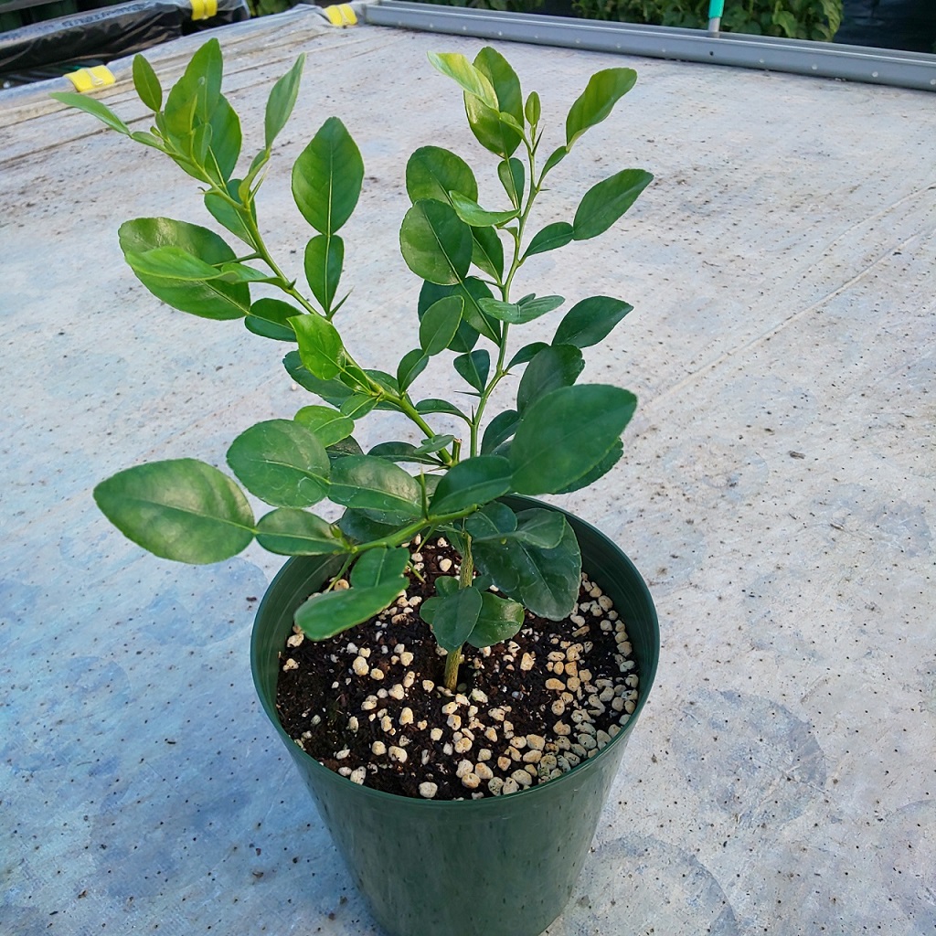 �R�u�~�J�����A���i1�N�؁j5.0��1��