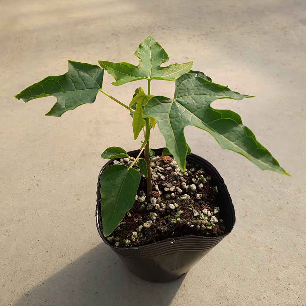 �p�p�C���i����^�C�j�c1��