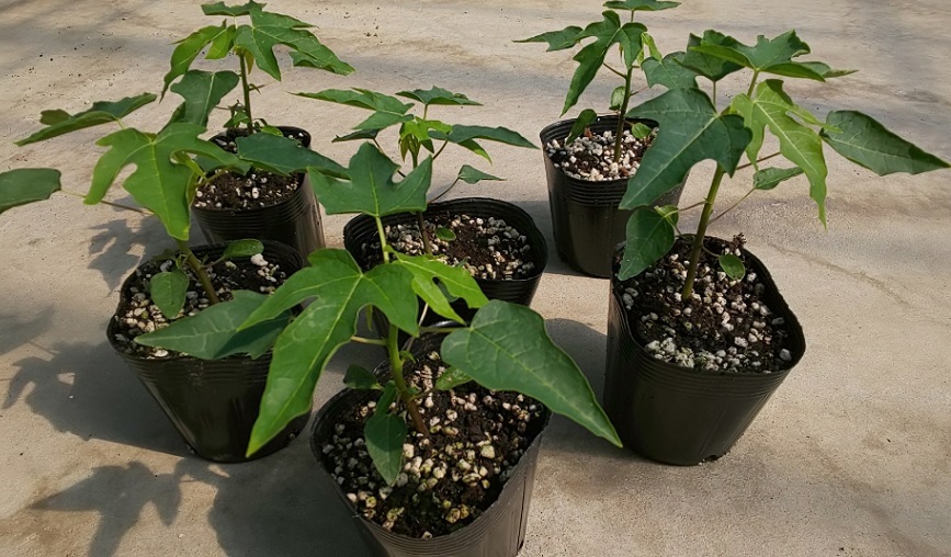 �p�p�C���i����^�C�j�c6�Z�b�g