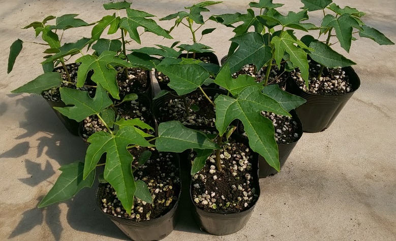 �p�p�C���i����^�C�j�c10�Z�b�g