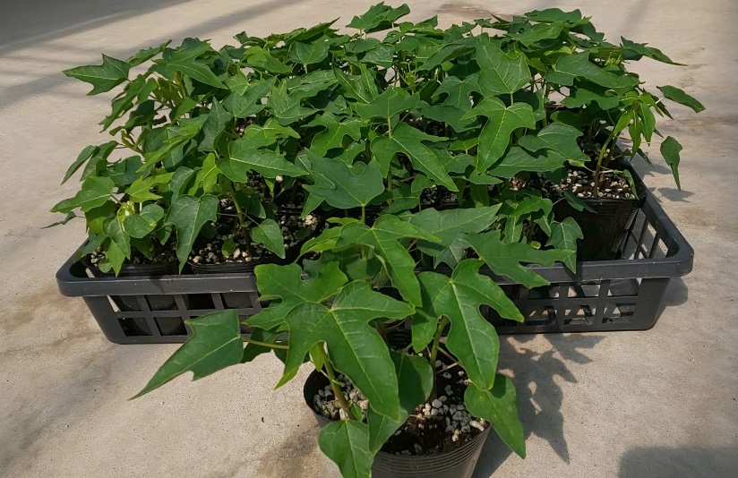 �p�p�C���i����^�C�j�c20�Z�b�g