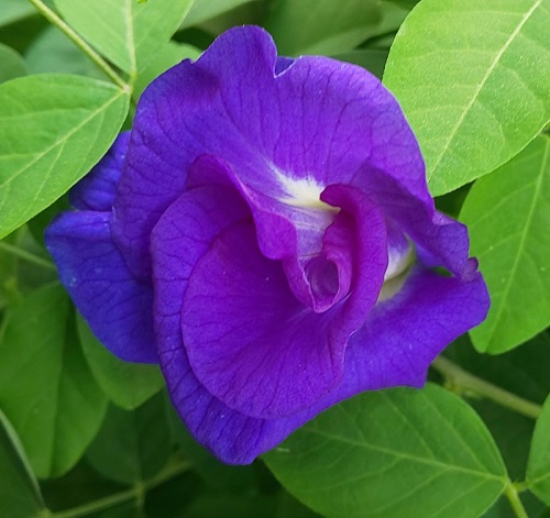 �o�^�t���C�s�[�i�����j�c�i���d�炫�j1��