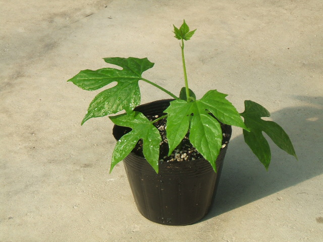 ����X�Y���E���c1��