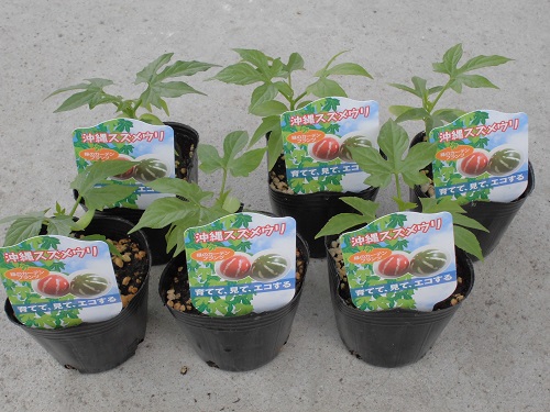 ����X�Y���E���c6�Z�b�g