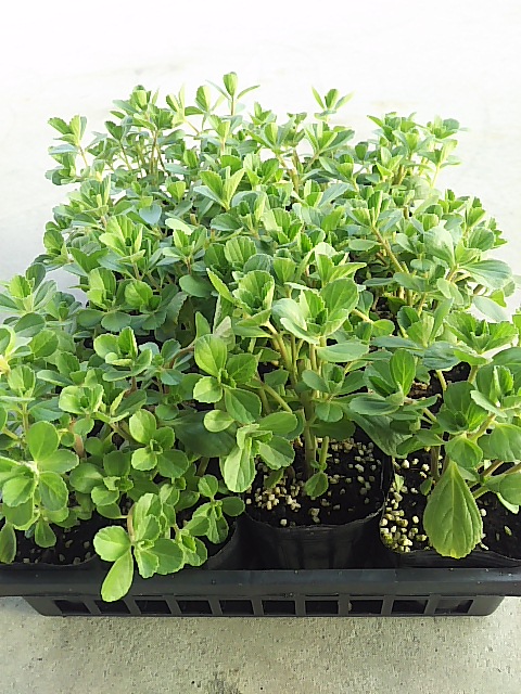 �}���W�F���R���i�|���g�W�����j�c20�Z�b�g