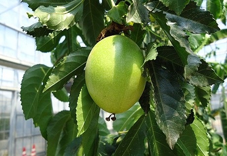 �p�b�V�����t���[�c�i�����j�c�P��