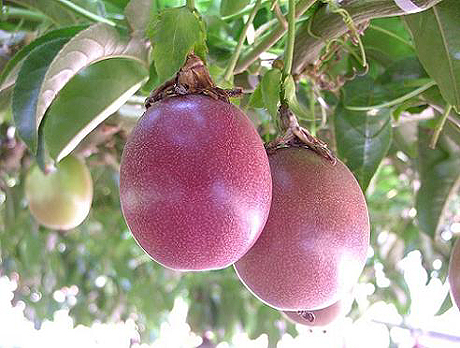 �p�b�V�����t���[�c�i�Ԏ����j�c�P��