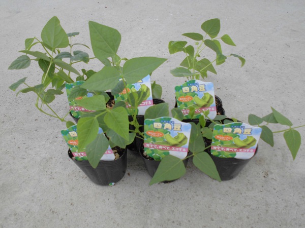 �l�p���i�E�B���O�r�[���j�c�U�Z�b�g