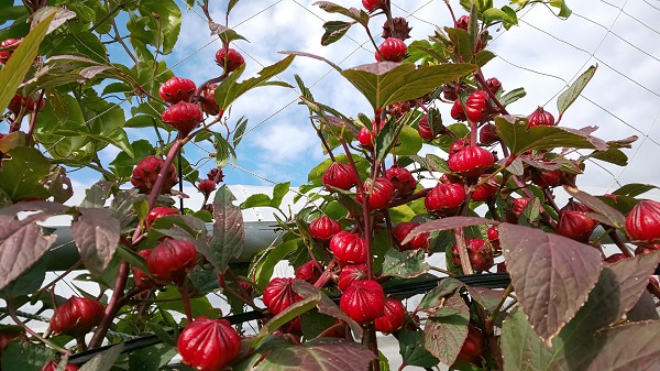 ���[�[���c�i���b�h�j�P��