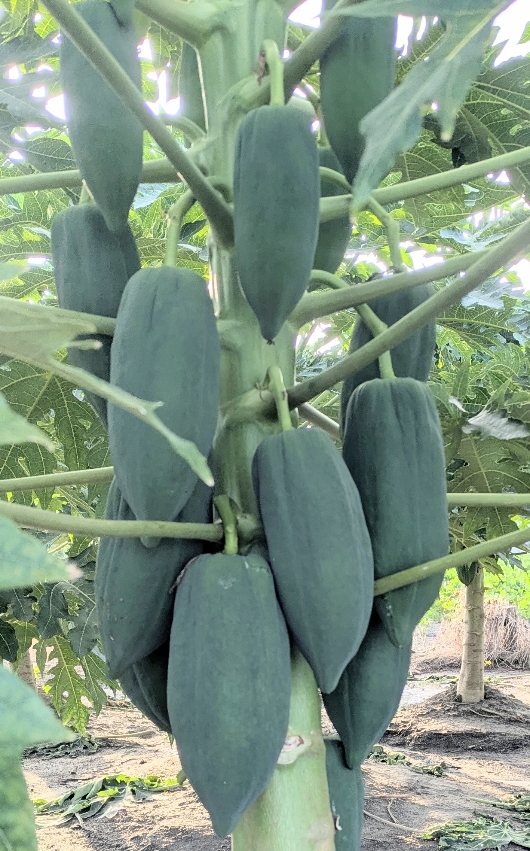 �p�p�C���i����^�C�j15�L��