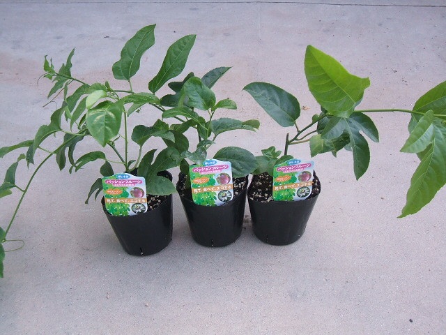 �p�b�V�����t���[�c�c�i�Ԏ����j�U�Z�b�g