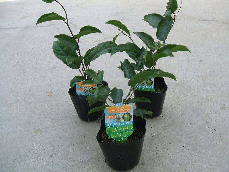 �p�b�V�����t���[�c�c�i�����j�P��