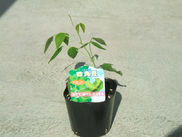 �l�p���c�i�E�B���O�r�[���j�P��