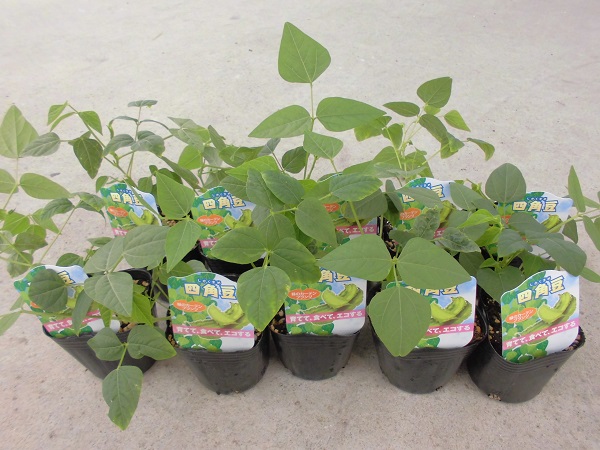 �l�p���c�i�E�B���O�r�[���j10�Z�b�g