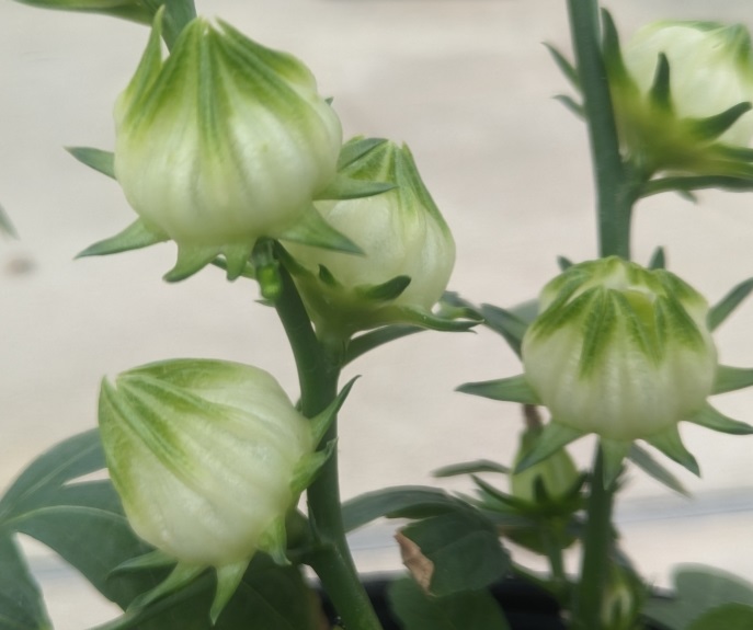 ���[�[���c�i�A�C�{���[�j6�Z�b�g