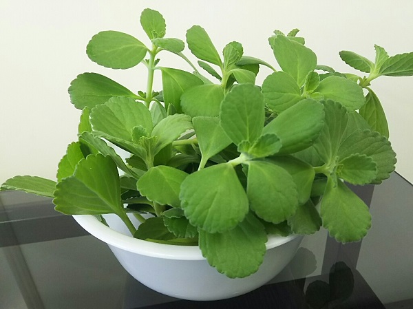 �}���W�F���R���i�|���g�W�����j���t�P�L��