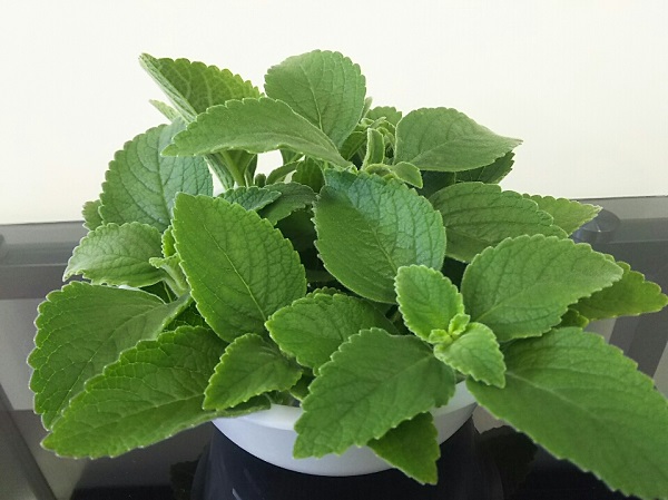 �}���W�F���R���i�{���h�E�t�H�[�X�R���[�j���t1�L��