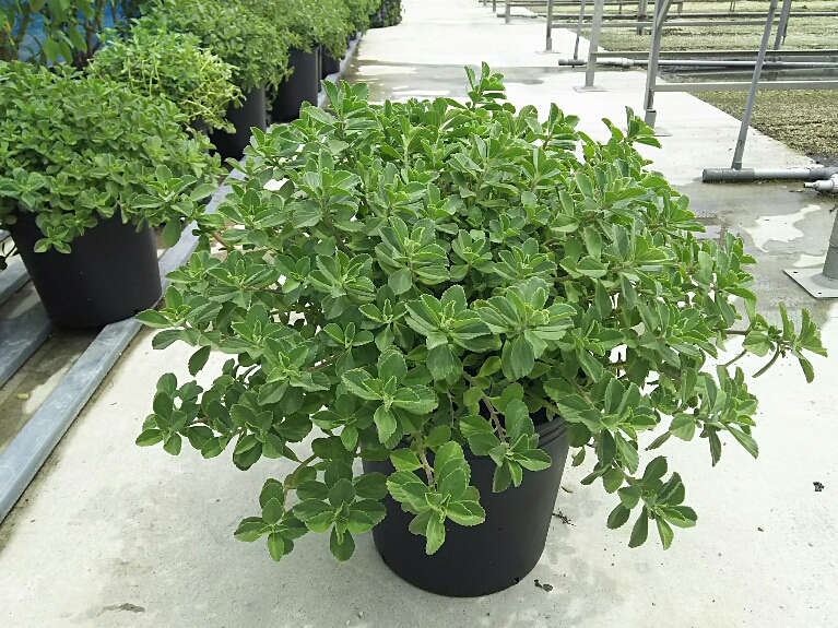 �}���W�F���R���c�i�|���g�W�����j10����