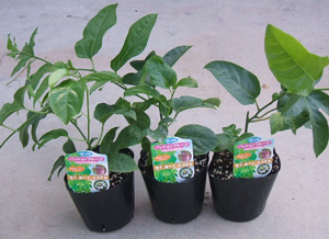 パッションフルーツ苗の通販 苗の生産販売 Takasu タカス マンジェリコン マンジェリコン茶 コブミカン 熱帯果樹苗 とお茶の生産販売 タカスグリーンハウス